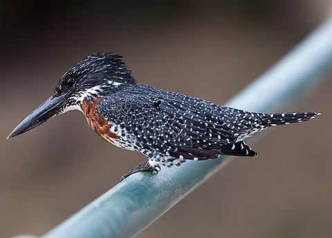Giant Kingfisher male